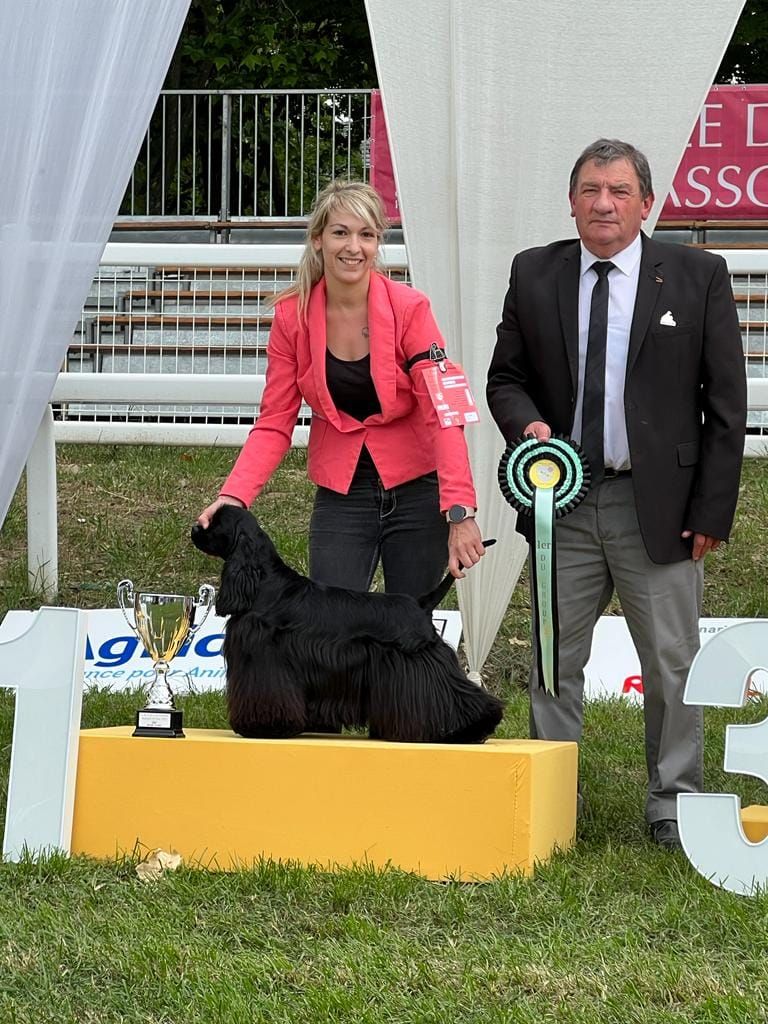 CH. Scandalous beauty of loving Star - CAC Meilleur de race, Meilleur de groupe