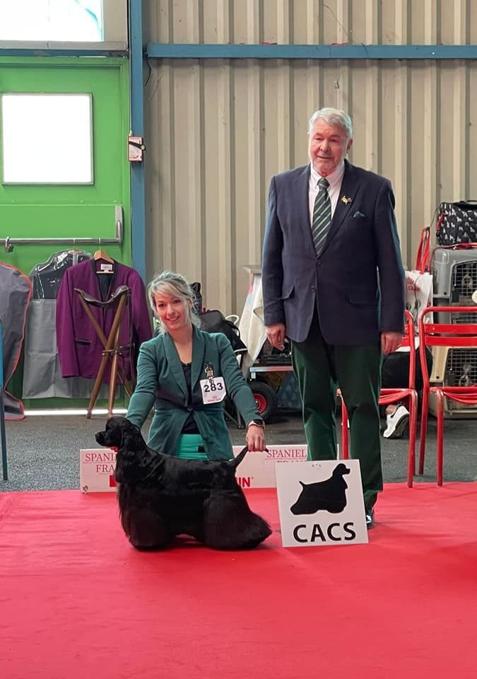 CH. Scandalous beauty of loving Star - 1er excellent CACS