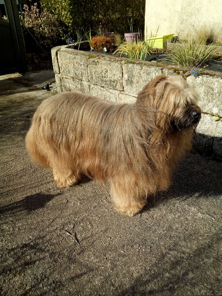 Dakota Du clos de la croix de fer