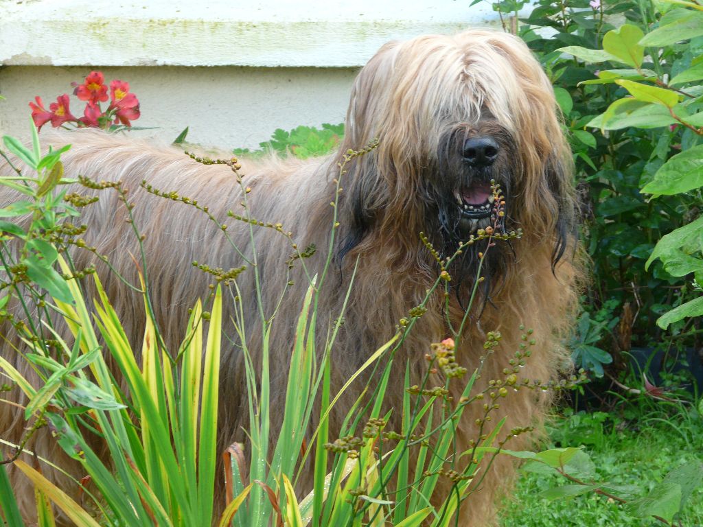 Dakota Du clos de la croix de fer