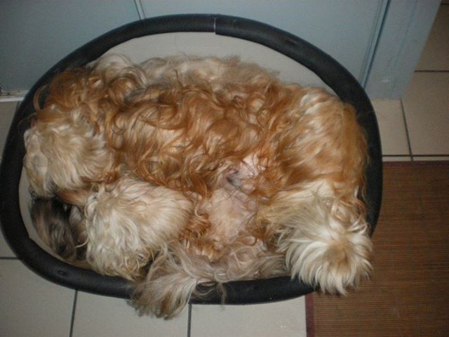 Dakota Du clos de la croix de fer