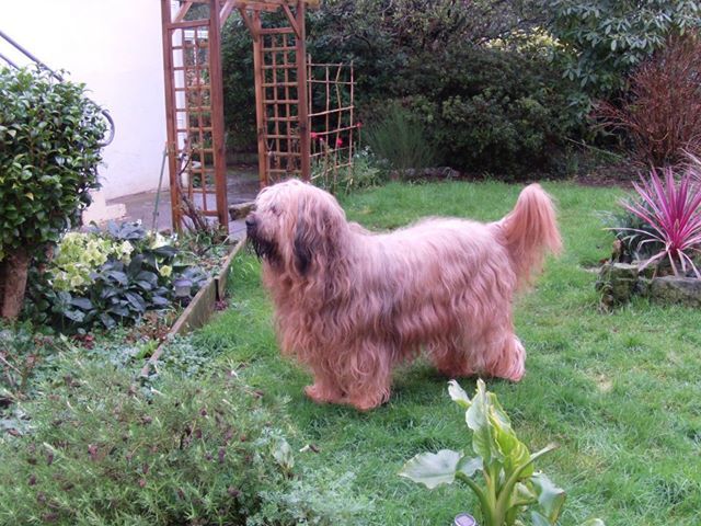 Dakota Du clos de la croix de fer