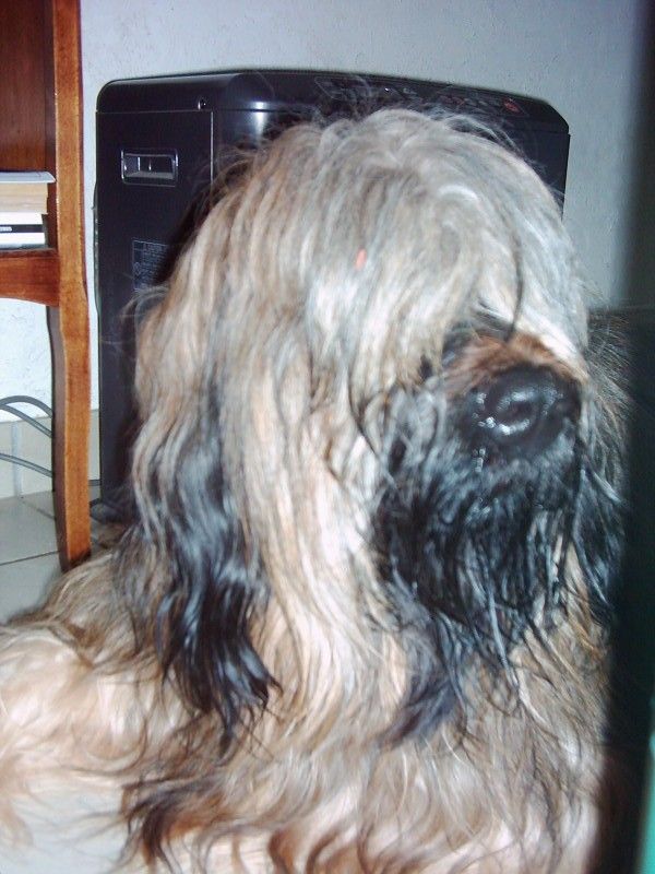 Dakota Du clos de la croix de fer