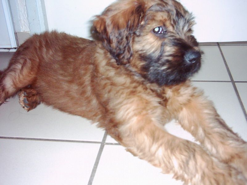 Dakota Du clos de la croix de fer