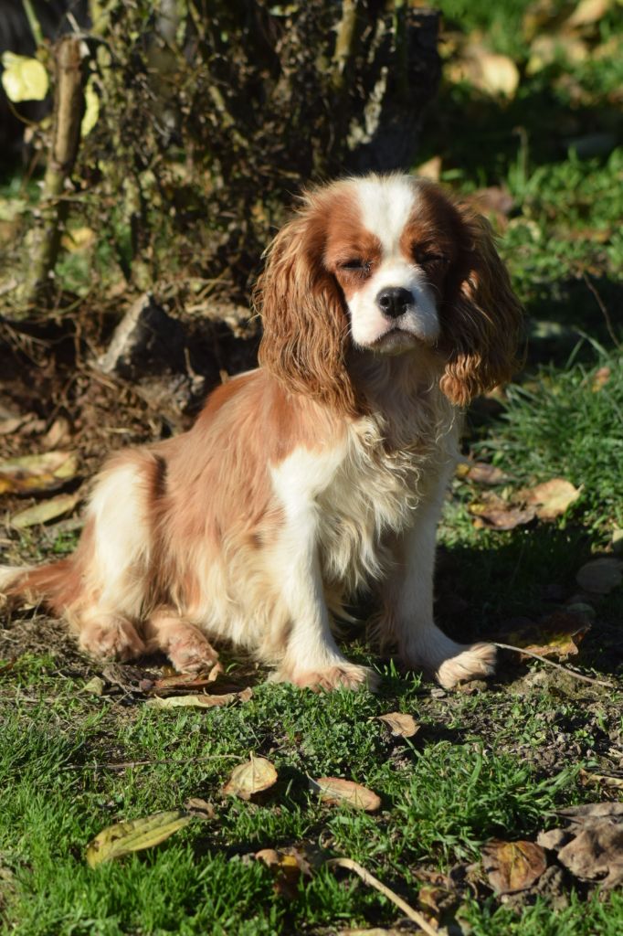 Akuna matata Du Millésime Champenois