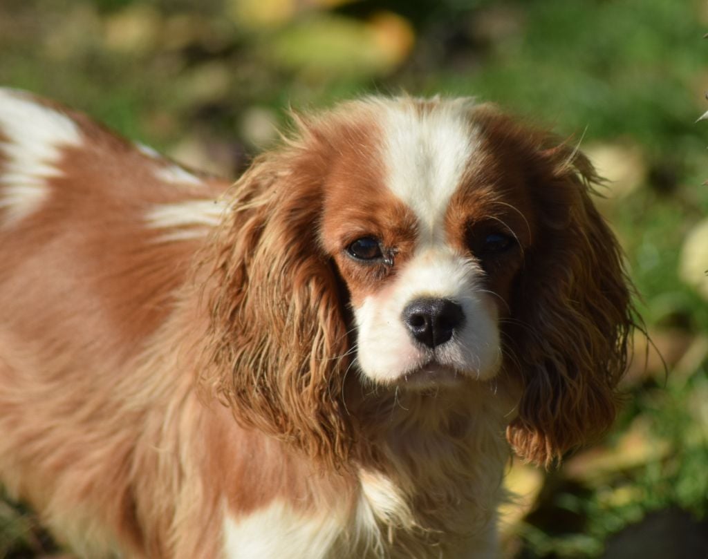 Akuna matata Du Millésime Champenois