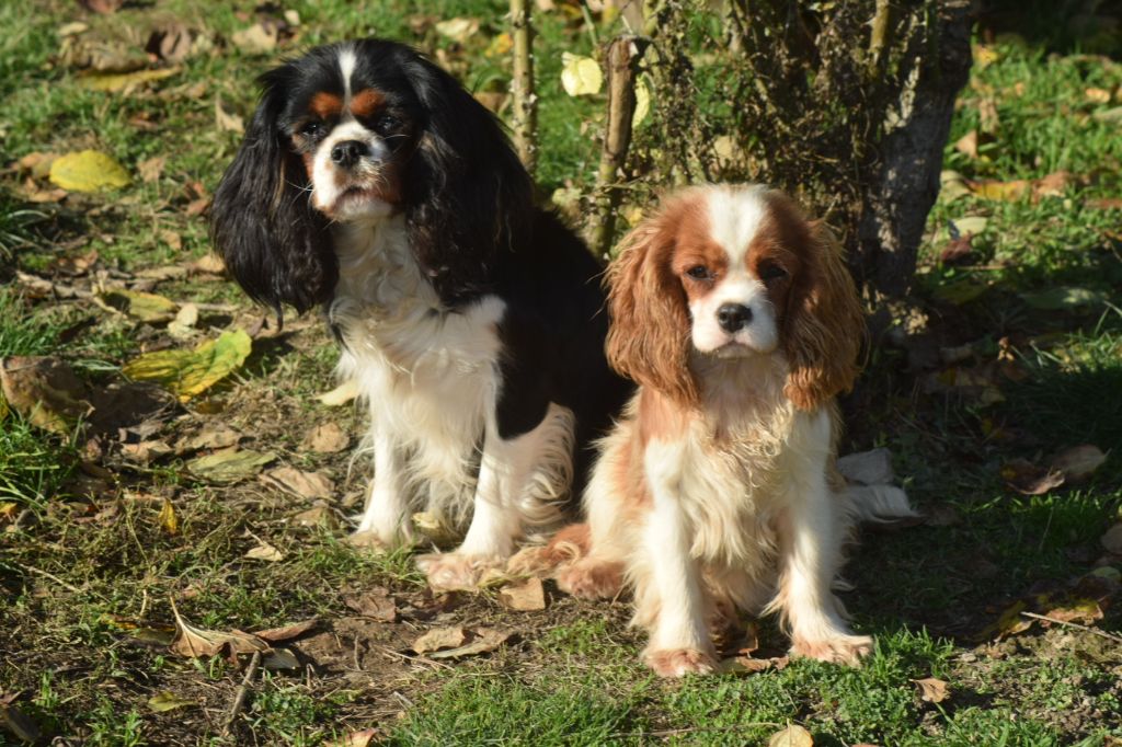 Akuna matata Du Millésime Champenois