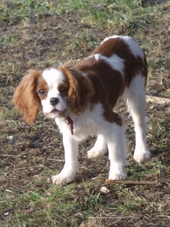 Finka dite ficelle (Sans Affixe)