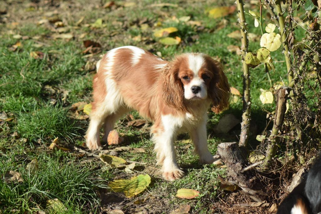 Akuna matata Du Millésime Champenois