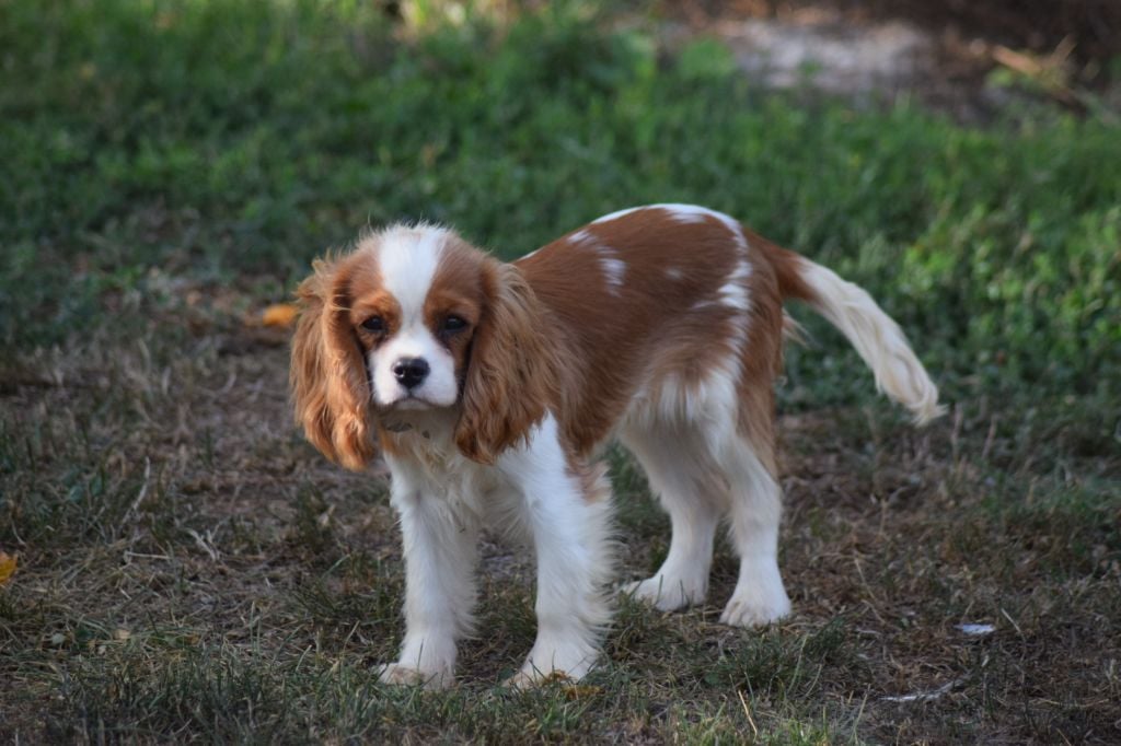 Akuna matata Du Millésime Champenois