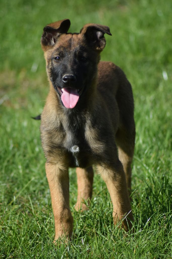 A....... du millésime champenois