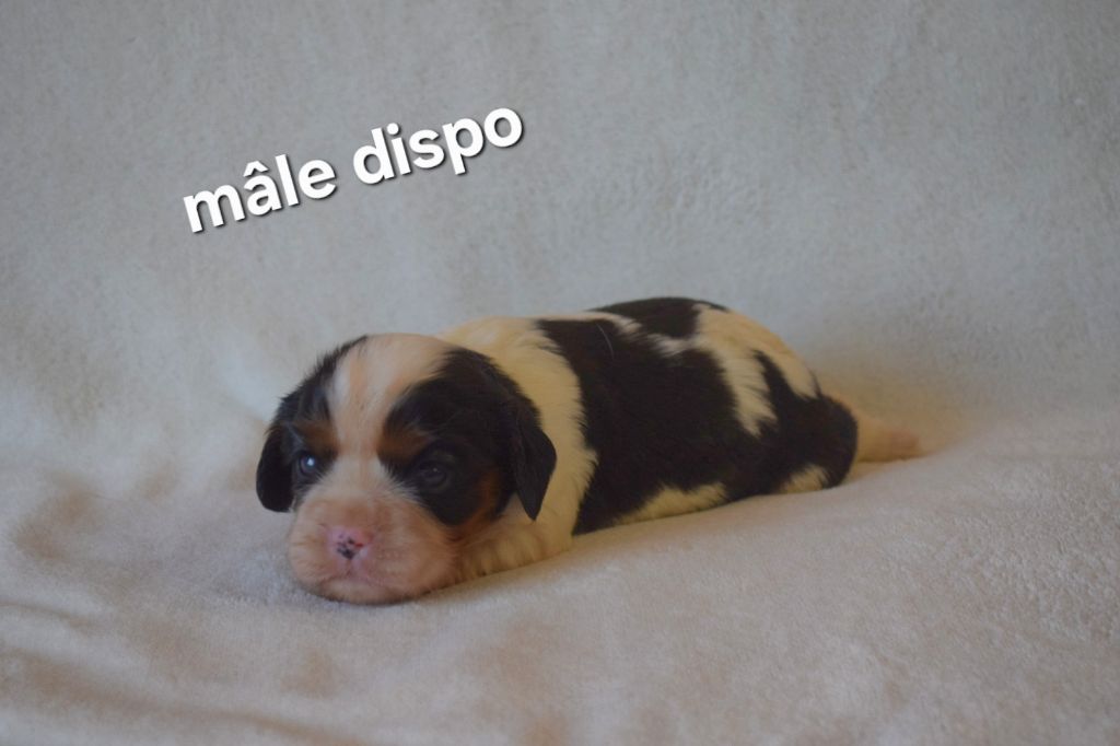 CHIOT 1