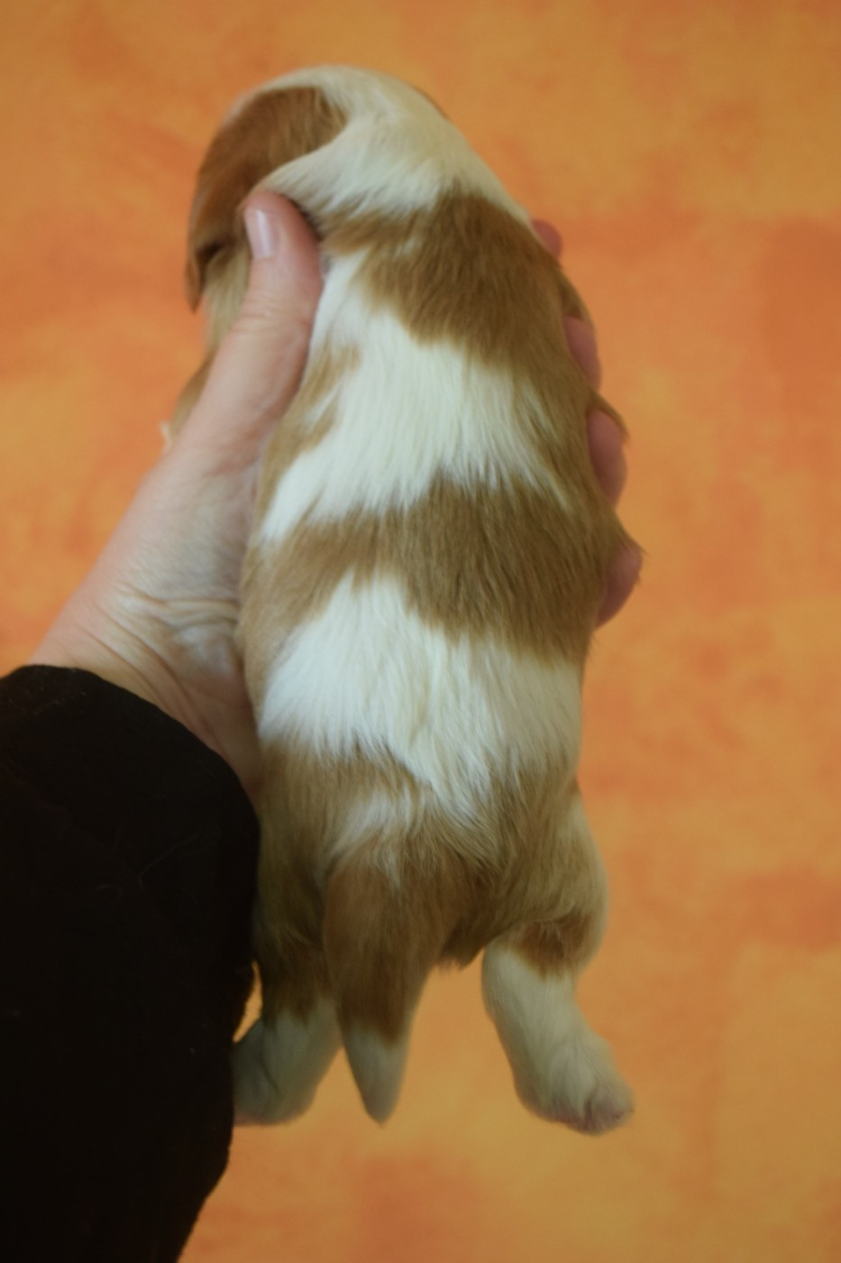 B....... du millésime champenois