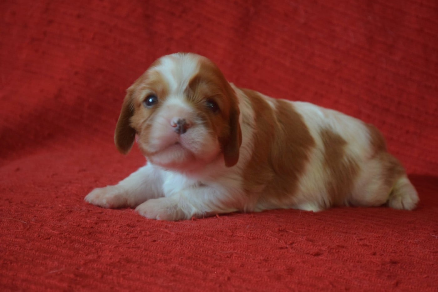 B....... du millésime champenois