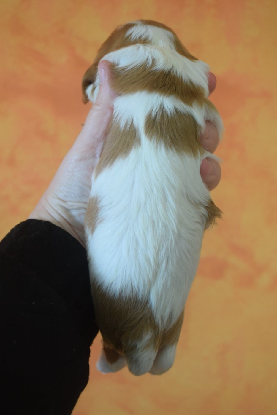 B....... du millésime champenois