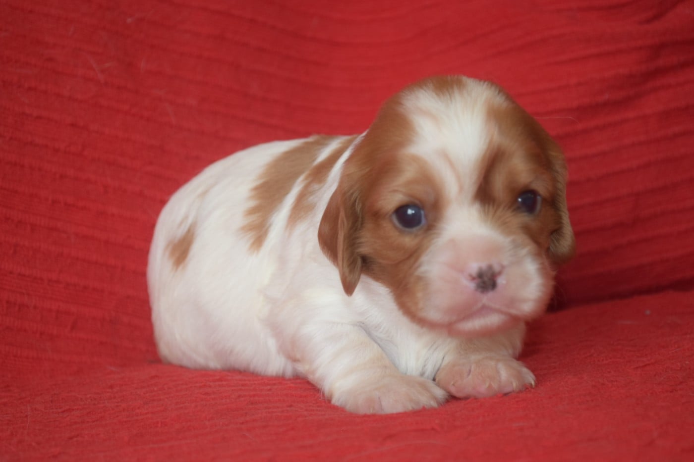 B....... du millésime champenois