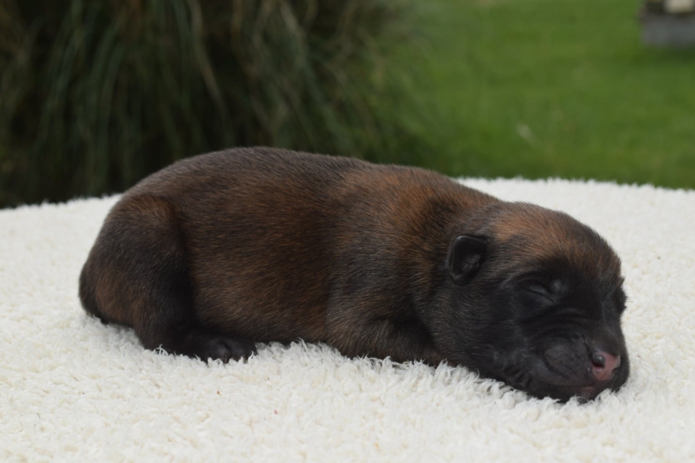 CHIOT 1 - Berger Belge