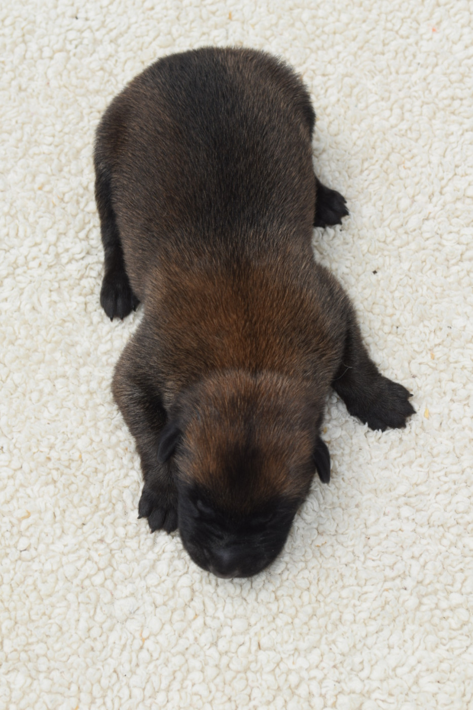 CHIOT 3 - Berger Belge