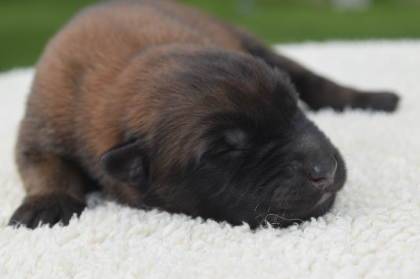 CHIOT 5 - Berger Belge