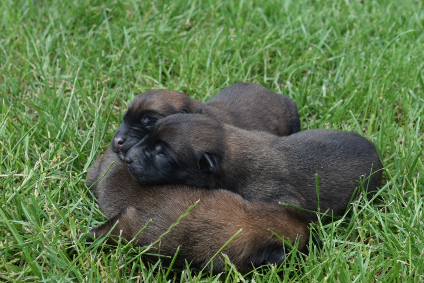CHIOT 8 - Berger Belge