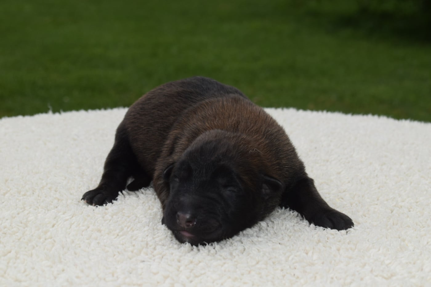 CHIOT 10 - Berger Belge