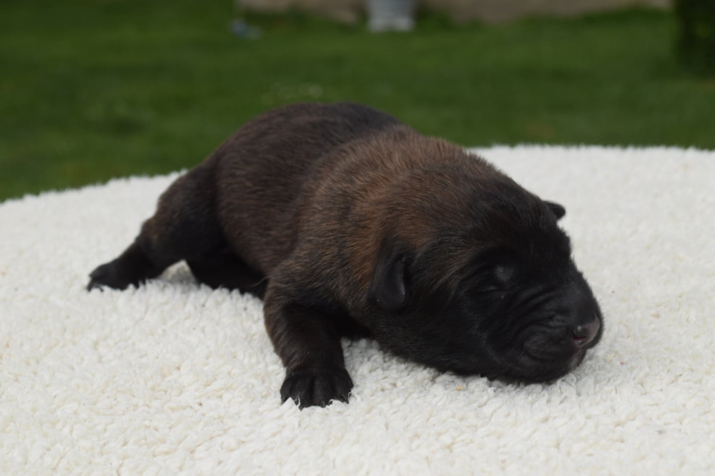CHIOT 11 - Berger Belge