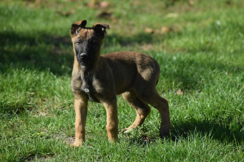 A....... du millésime champenois