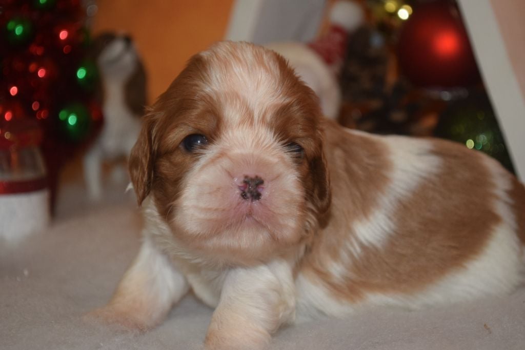 A.......... du millésime champenois