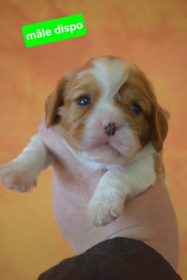 Les chiots de Cavalier King Charles Spaniel