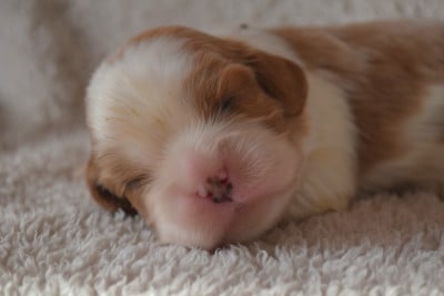 Cavalier King Charles Spaniel