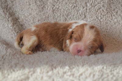 B.......... du millésime champenois - Cavalier King Charles Spaniel