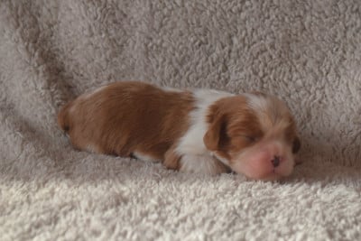 B........ du millésime champenois - Cavalier King Charles Spaniel