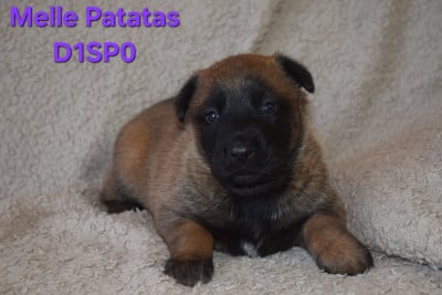 Les chiots de Berger Belge