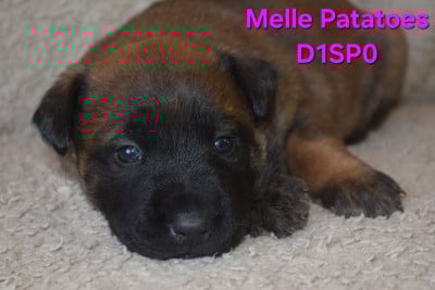 Les chiots de Berger Belge