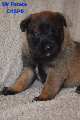 Les chiots de Berger Belge