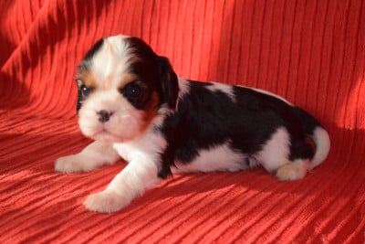Les chiots de Cavalier King Charles Spaniel