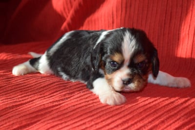 Les chiots de Cavalier King Charles Spaniel