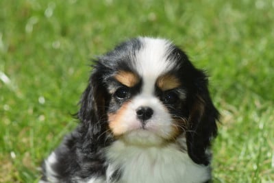 Les chiots de Cavalier King Charles Spaniel