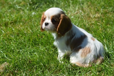 Les chiots de Cavalier King Charles Spaniel