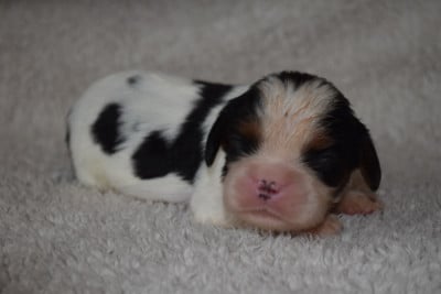 Les chiots de Cavalier King Charles Spaniel