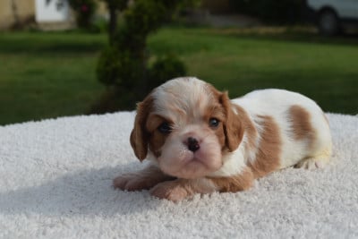 Les chiots de Cavalier King Charles Spaniel