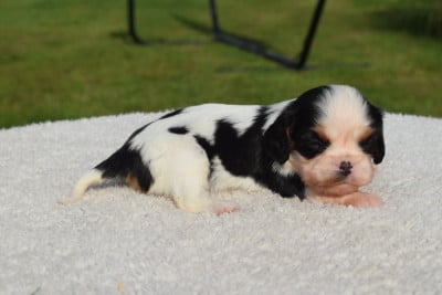 Les chiots de Cavalier King Charles Spaniel