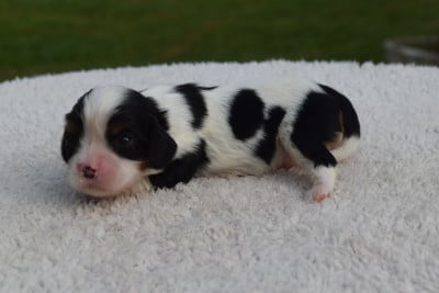 Les chiots de Cavalier King Charles Spaniel