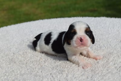 Les chiots de Cavalier King Charles Spaniel