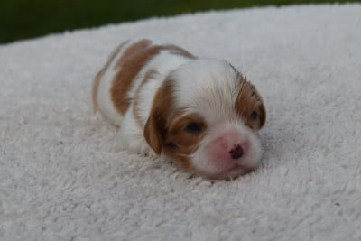 Les chiots de Cavalier King Charles Spaniel