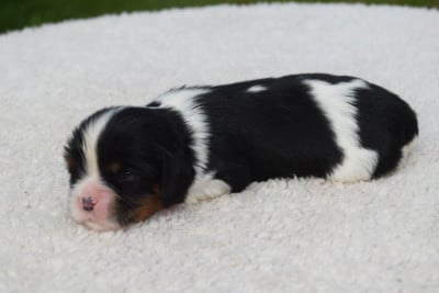 Les chiots de Cavalier King Charles Spaniel