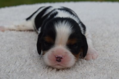 Les chiots de Cavalier King Charles Spaniel