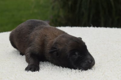 Les chiots de Berger Belge