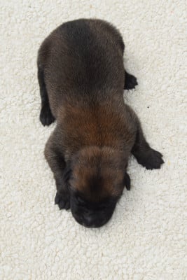 Les chiots de Berger Belge