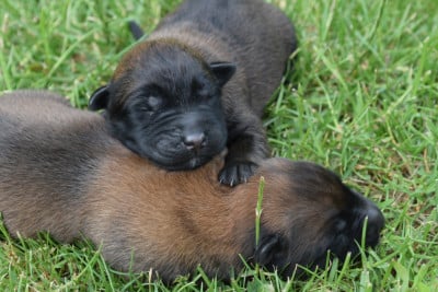 Les chiots de Berger Belge